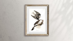 Black-Winged Hawk Print by John Audubon