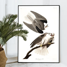 Load image into Gallery viewer, Black-Winged Hawk Print by John Audubon