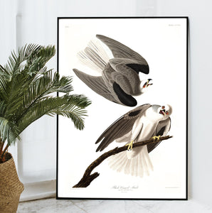 Black-Winged Hawk Print by John Audubon