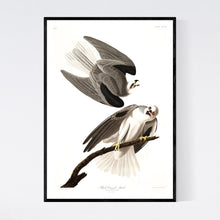Load image into Gallery viewer, Black-Winged Hawk Print by John Audubon