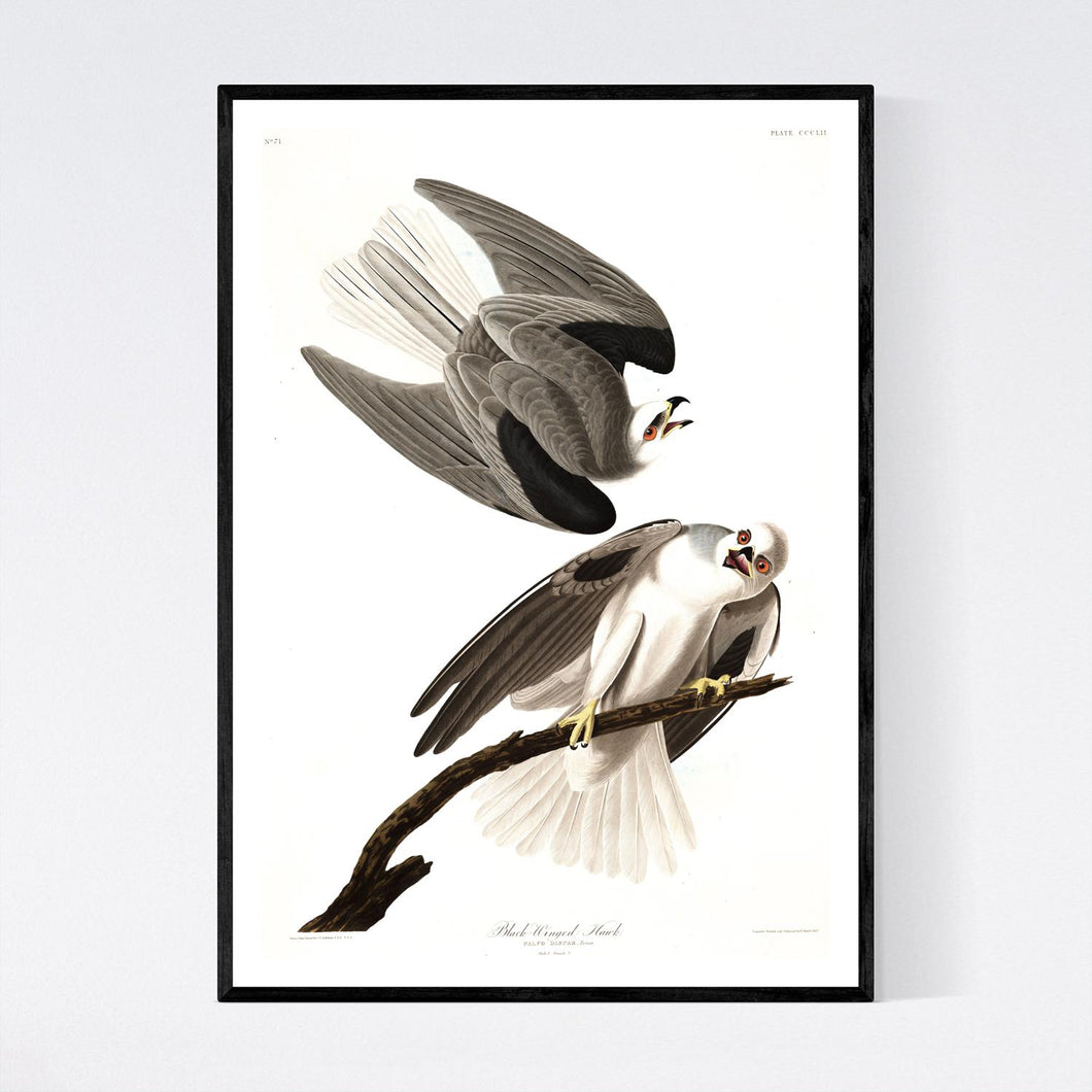 Black-Winged Hawk Print by John Audubon