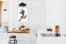Load image into Gallery viewer, Black-Winged Hawk Print by John Audubon