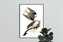 Load image into Gallery viewer, Black-Winged Hawk Print by John Audubon