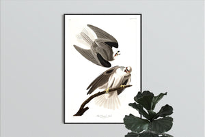 Black-Winged Hawk Print by John Audubon