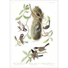 Load image into Gallery viewer, Chesnut-Backed, Black-Capt and Chesnut-Crowned Titmouse Print by John Audubon