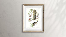 Load image into Gallery viewer, Chesnut-Backed, Black-Capt and Chesnut-Crowned Titmouse Print by John Audubon
