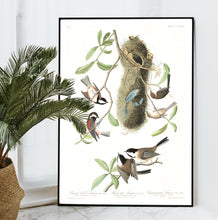 Load image into Gallery viewer, Chesnut-Backed, Black-Capt and Chesnut-Crowned Titmouse Print by John Audubon