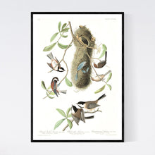 Load image into Gallery viewer, Chesnut-Backed, Black-Capt and Chesnut-Crowned Titmouse Print by John Audubon