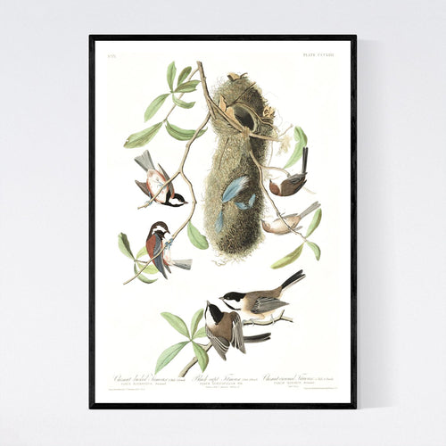 Chesnut-Backed, Black-Capt and Chesnut-Crowned Titmouse Print by John Audubon