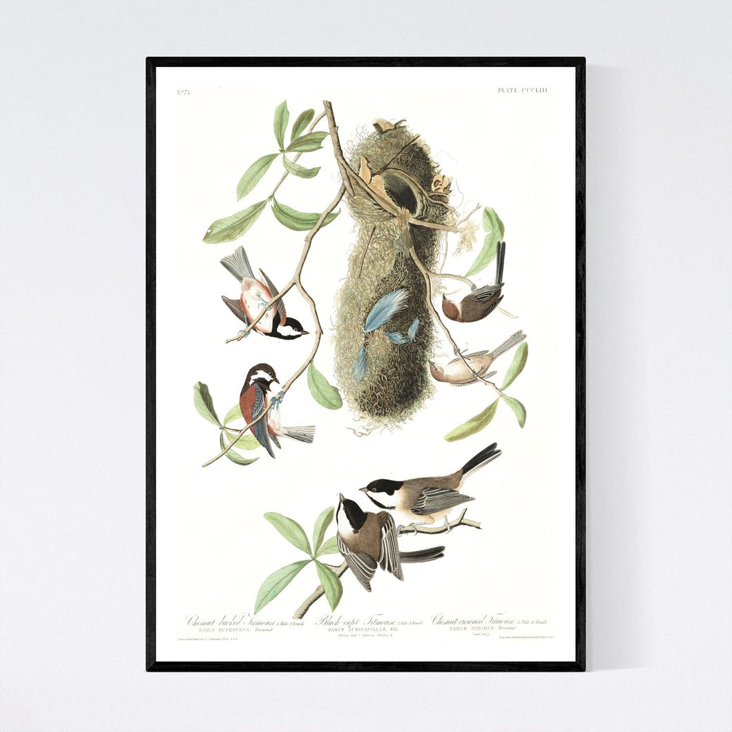 Chesnut-Backed, Black-Capt and Chesnut-Crowned Titmouse Print by John Audubon