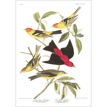 Load image into Gallery viewer, Louisiana Tanager and Scarlet Tanager Print by John Audubon
