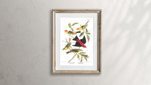 Load image into Gallery viewer, Louisiana Tanager and Scarlet Tanager Print by John Audubon