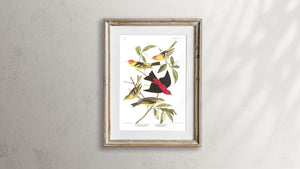 Louisiana Tanager and Scarlet Tanager Print by John Audubon