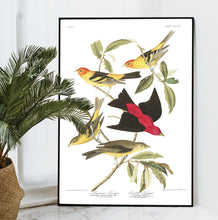 Load image into Gallery viewer, Louisiana Tanager and Scarlet Tanager Print by John Audubon