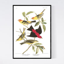 Load image into Gallery viewer, Louisiana Tanager and Scarlet Tanager Print by John Audubon