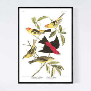 Louisiana Tanager and Scarlet Tanager Print by John Audubon