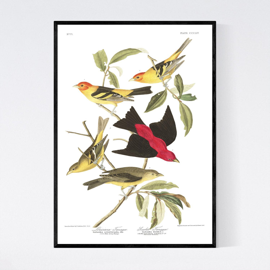 Louisiana Tanager and Scarlet Tanager Print by John Audubon
