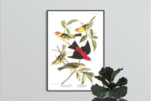 Load image into Gallery viewer, Louisiana Tanager and Scarlet Tanager Print by John Audubon