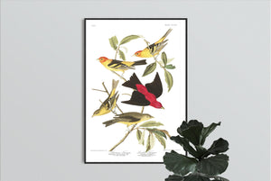 Louisiana Tanager and Scarlet Tanager Print by John Audubon