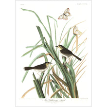 Load image into Gallery viewer, Mac Gillivray&#39;s Finch Print by John Audubon