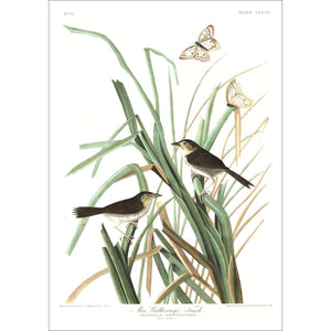 Mac Gillivray's Finch Print by John Audubon