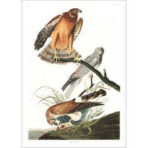 Marsh Hawk Print by John Audubon