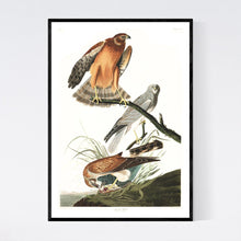 Load image into Gallery viewer, Marsh Hawk Print by John Audubon