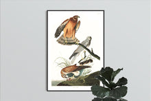 Load image into Gallery viewer, Marsh Hawk Print by John Audubon