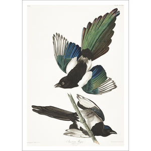 American Magpie Print by John Audubon