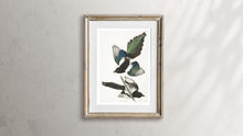 Load image into Gallery viewer, American Magpie Print by John Audubon