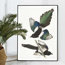 Load image into Gallery viewer, American Magpie Print by John Audubon