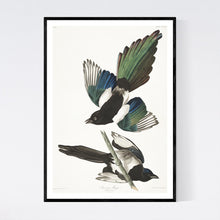 Load image into Gallery viewer, American Magpie Print by John Audubon