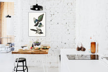 Load image into Gallery viewer, American Magpie Print by John Audubon