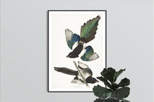 Load image into Gallery viewer, American Magpie Print by John Audubon