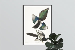American Magpie Print by John Audubon