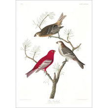 Load image into Gallery viewer, Pine Grosbeak Print by John Audubon
