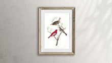 Load image into Gallery viewer, Pine Grosbeak Print by John Audubon