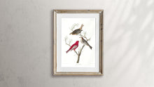 Load image into Gallery viewer, Pine Grosbeak Print by John Audubon