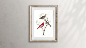 Pine Grosbeak Print by John Audubon