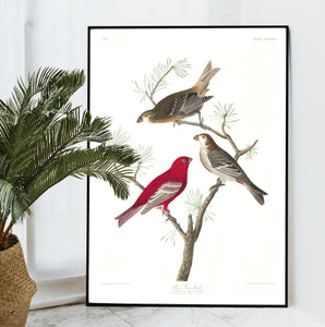 Pine Grosbeak Print by John Audubon