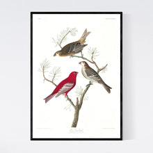 Load image into Gallery viewer, Pine Grosbeak Print by John Audubon