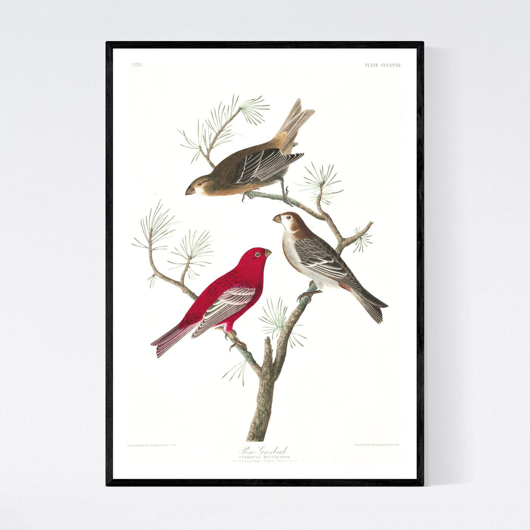 Pine Grosbeak Print by John Audubon