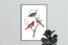 Load image into Gallery viewer, Pine Grosbeak Print by John Audubon