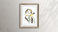 Load image into Gallery viewer, Arkansaw Flycatcher Swallow-Tailed Flycatcher and Lays Flycatcher Print by John Audubon