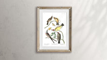 Load image into Gallery viewer, Arkansaw Flycatcher Swallow-Tailed Flycatcher and Lays Flycatcher Print by John Audubon