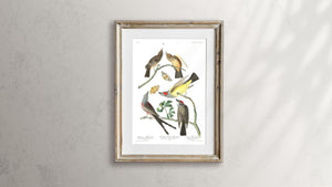 Arkansaw Flycatcher Swallow-Tailed Flycatcher and Lays Flycatcher Print by John Audubon