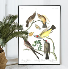 Load image into Gallery viewer, Arkansaw Flycatcher Swallow-Tailed Flycatcher and Lays Flycatcher Print by John Audubon