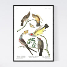 Load image into Gallery viewer, Arkansaw Flycatcher Swallow-Tailed Flycatcher and Lays Flycatcher Print by John Audubon