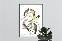 Load image into Gallery viewer, Arkansaw Flycatcher Swallow-Tailed Flycatcher and Lays Flycatcher Print by John Audubon