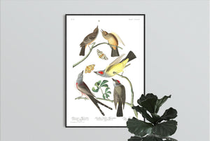 Arkansaw Flycatcher Swallow-Tailed Flycatcher and Lays Flycatcher Print by John Audubon